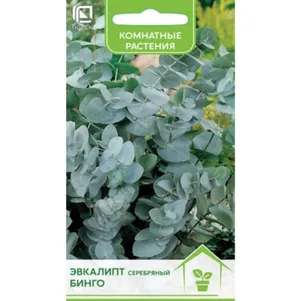 

Эвкалипт Бинго серебряный 5 шт, Семена Поиск