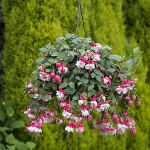 

Фуксия Свингтайм