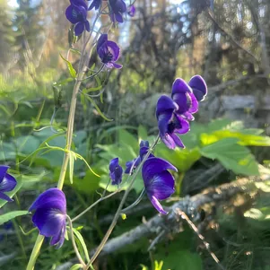 

Аконит вьющийся