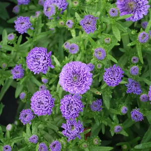 

Астра Шоумейкер Блю новобельгийская