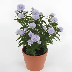 

Астра Шоумейкер Лилак новобельгийская