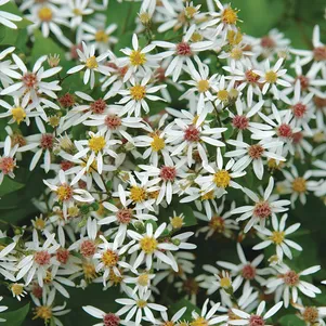 

Астра Истерн Стар растопыренная