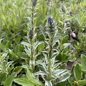 

Вероника Вариегата горечавковая