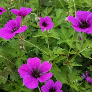 

Герань Дж.С. Мату Ву