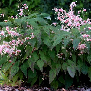 

Горянка Пинк Шампань