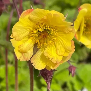 

Гравилат Текилла Санрайз