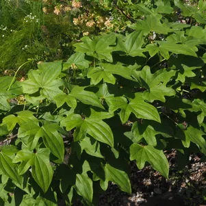 

Диоскорея ниппонская