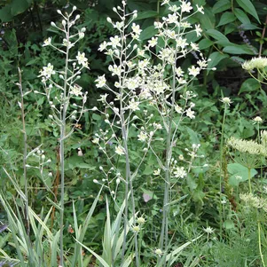 

Зигаденус изящный