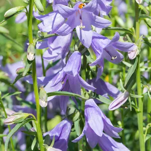 

Колокольчик Кембелл Блю рапунцелевидный