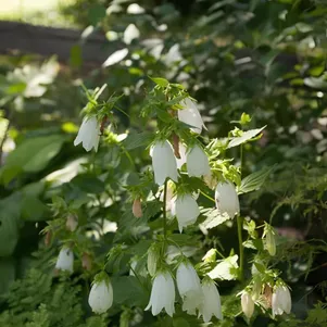 

Колокольчик текесимана Альба