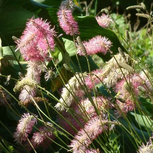 

Кровохлебка тупая