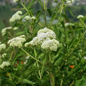 

Посконник Альбум пятнистый
