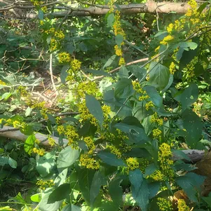 

Золотарник (солидаго) Галлон извилистый