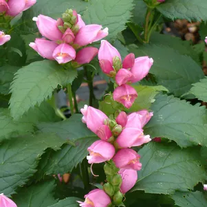 

Хелоне косая