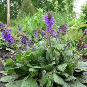 

Хорминум перинейский