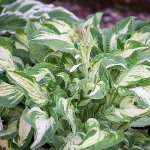 

Хоста Аллеган Фог (XL)