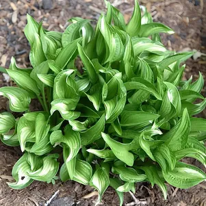 

Хоста Эмеральд Неклайс (M)