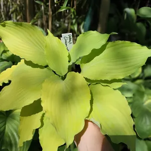 

Хоста Лимончелло (M)