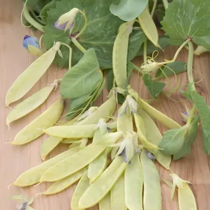 

Горох Голден Свит 5 сем, Частная коллекция семян