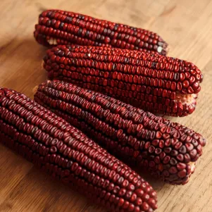 Кукуруза Красная Джимми 10 сем Частная коллекция семян 90₽