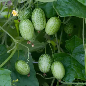 

Мелотрия шершавая 5 сем, Частная коллекция семян