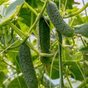 

Огурец Серпантин 5 сем, Частная коллекция семян