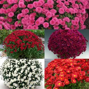 

Комплект Хризантема мультифлора Бранроял 5 шт