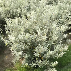 

Ива швейцарская на штамбе 80 см