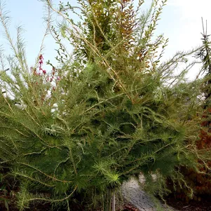 

Лиственница Хорстманн Рекурвед европейская на штамбе 90 см