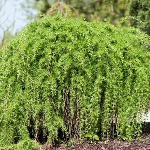 

Лиственница европейская Пули на штамбе 60 см