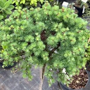 

Лиственница Кемпфера Грей Перл на штамбе 60 см