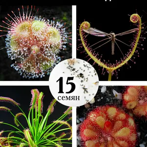 

Росянка, тропический микс, 15 шт. в колбе, крафт пакет, инструкция