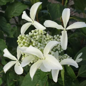 

Гортензия Грейт Стар метельчатая