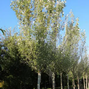 

Тополь Ракет белый