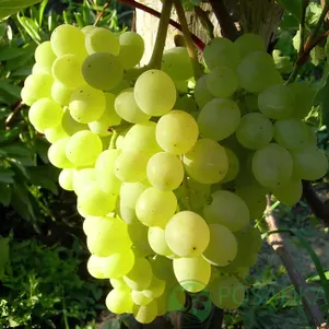 

Виноград Кишмиш Алекс