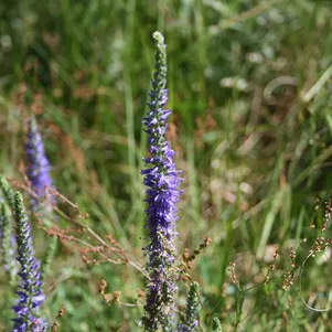 

Вероника колосковая фиолетовая