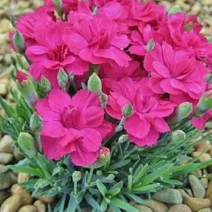 

Гвоздика Аннет серовато-голубая