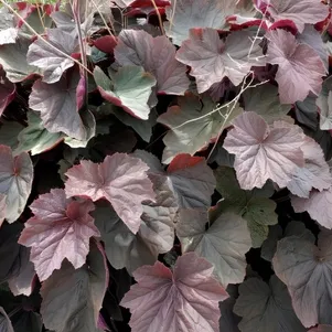 

Гейхера XXL гибридная