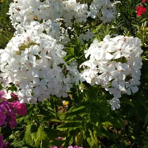 

Флокс Царевна лебедь