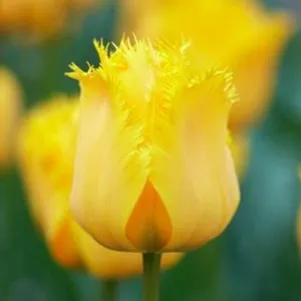 

Тюльпан Кристал Стар бахромчатый 4шт