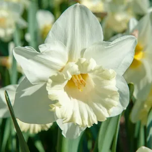 

Нарцисс Маунт Худ крупнокорончатый 5шт.