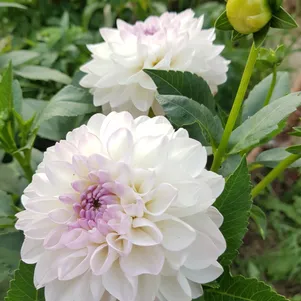 

Георгина Эвелин шаровидная