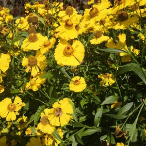 

Гелениум Канария