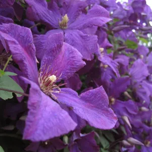 

Клематис Полиш Спирит крупноцветковый(3)