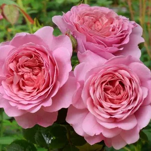 

Роза Принцесс Александра оф Кент, Д.Остин кустарниковая (лиц)