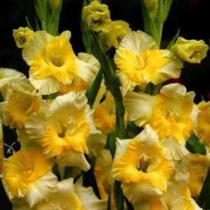 

Гладиолус Багги