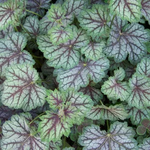 

Гейхера Грин Спайс