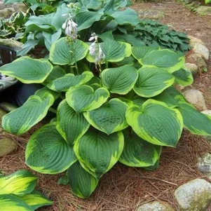 

Хоста Абиква Мунбен (ML)