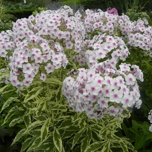 

Флокс Крем де ла Менте метельчатый