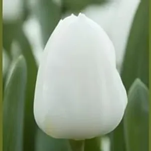 

Тюльпан Роял Вирджин 5 шт